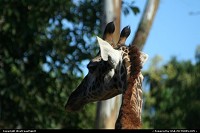 Photo by WestCoastSpirit | San Diego  giraffe, zoo